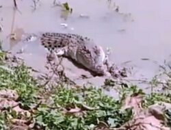 Kaki Kiri Ketua DPRD Bangka Di Terkam Buaya Ganas