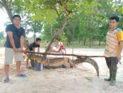 Alhamdulillah, Buaya Penerkam Kaki Ketua DPRD Kab Bangka Tertangkap
