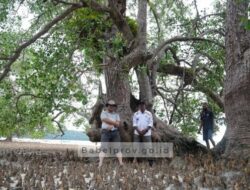 Ekosistem Bakau Berusia 750 Tahun di Belitung, Salah Satu yang Tertua di Dunia