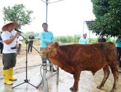 Momen Perayaan Idul Adha 1443 H, Pemkot Pangkalpinang Lakukan Pemotongan Hewan Kurban