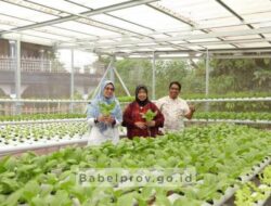 Perempuan Babel Belajar Dari We Farm Hidroponik
