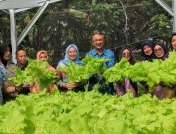 Monica Haprinda Bersama Kepala Perwakilan BI Panen Sayuran Hidroponik 