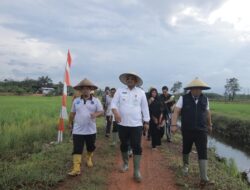 Pj Gubernur Babel Safrizal ZA Memimpin Panen Raya Perdana di Desa Banyu Asin, Kecamatan Riau Silip