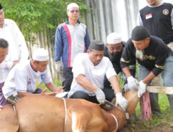Hari Raya Idul Adha 1445 H, Plh Pj Gubernur Babel Fery Apriyanto Sembelih Hewan Qurban