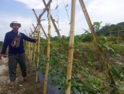 PT Timah Kembangkan Agroforestri di Lahan Bekas Tambang