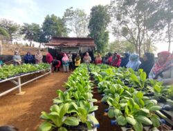Dukung Ketahanan Pangan, PT Timah Berdayakan Petani Lokal