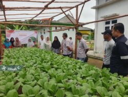 Pemberdayaan Perempuan Pesisir: PT Timah Kembangkan Pertanian Hidroponik di Karimun
