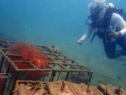 Reklamasi Laut, PT Timah Tenggelamkan Ribuan Artificial Reef Dalam Lima Tahun Terakhir 
