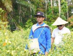 Gapoktan Sinar Baru di Bangka Selatan Sukses Kembangkan Pertanian Cabai dengan Dukungan PT Timah