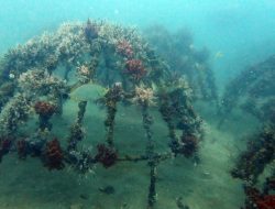 Artificial reef PT Timah di Rambak Berhasil Menjadi Karang Alami