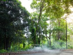 Dukung Ekosistem Berkelanjutan, PT Timah Kembangkan Hutan Kehati dan Reklamasi Laut