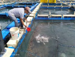 Dari Laut ke Lahan, PT Timah Bina Warga Kepri Kembangkan Kakap Putih dan Sayuran   