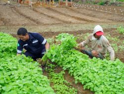 Bersama Petani, PT Timah Bangun Masa Depan Pertanian Berkelanjutan