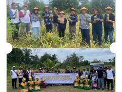 Dari Bekas Tambang ke Kebun Harapan: Cerita Petani Nanas Badau dan PT Timah