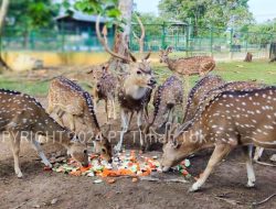 Dari Tambang ke Habitat, Komitmen PT Timah Selamatkan Satwa Endemik
