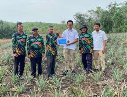 Petani Kundur Dapat Dukungan PT Timah untuk Kembangkan Budidaya Nanas