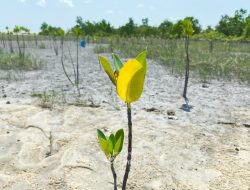 PT Timah Dorong Ekonomi Pesisir Lewat Penanaman 11.000 Mangrove