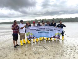 PT TIMAH Tbk Perkuat Upaya Rehabilitasi Pesisir Lewat Penanaman Mangrove di Belitung