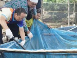 Pemkab Bateng Dukung Pembudidaya Ikan Nila Salin, Bupati Ikut Panen Langsung