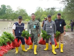 Pelestarian Lingkungan Pesisir, PT TIMAH Gencarkan Penanaman Mangrove