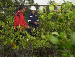 PT TIMAH Tbk Perkuat TJSL Melalui Aksi Nyata Penanaman Pohon
