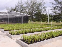 PT Timah Genjot Reklamasi 411 Hektare di 2026, Perkuat Komitmen Lingkungan