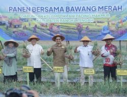 Bupati Bateng dan BI Babel Panen Raya Bawang Merah di Lubuk Pabrik