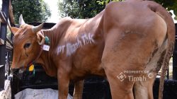 PT TIMAH Salurkan 268 Sapi Kurban untuk Masyarakat di 4 Provinsi