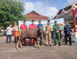 PT TIMAH Salurkan 39 Sapi Kurban di Bangka Barat, Terbanyak pada Iduladha 1447 H