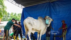 PT TIMAH Salurkan 17 Hewan Kurban di Bukit Baru, Bagikan 1.236 Paket Daging untuk Warga