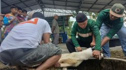 Karyawan PT TIMAH Gotong Royong Salurkan Daging Kurban untuk Warga Bangka Barat