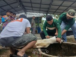 Karyawan PT TIMAH Gotong Royong Salurkan Daging Kurban untuk Warga Bangka Barat