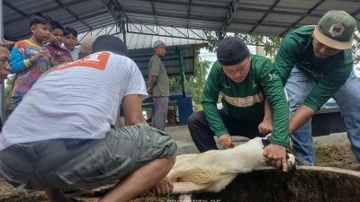 Karyawan PT TIMAH Gotong Royong Salurkan Daging Kurban untuk Warga Bangka Barat
