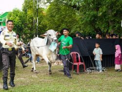281 Hewan Kurban PT TIMAH Disalurkan ke Berbagai Daerah, Sejumlah Bupati Beri Apresiasi