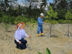 PT TIMAH Tanam 36.100 Mangrove Sepanjang 2025, Dukung Target Net Zero Emissions Indonesia