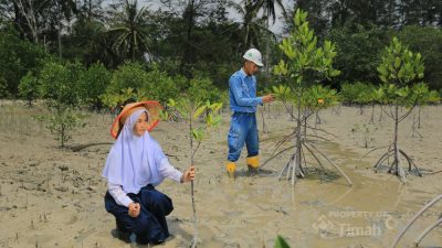 PT TIMAH Tanam 36.100 Mangrove Sepanjang 2025, Dukung Target Net Zero Emissions Indonesia