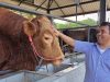 Jangan Biarkan Sapi Asli Madura Punah! Hanafi SF: Jika Lalai, Bangsa Kehilangan Warisan Tak Ternilai