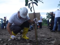 PT Timah dan Pemkab Bangka Tanam Mangrove dan Pohon Buah di Kolong AKHLAK